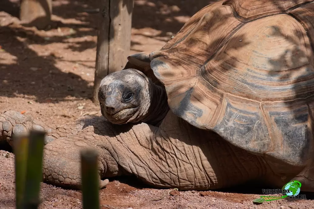 Seychellen-Riesenschildkröte im Bioparco di Roma - 2018