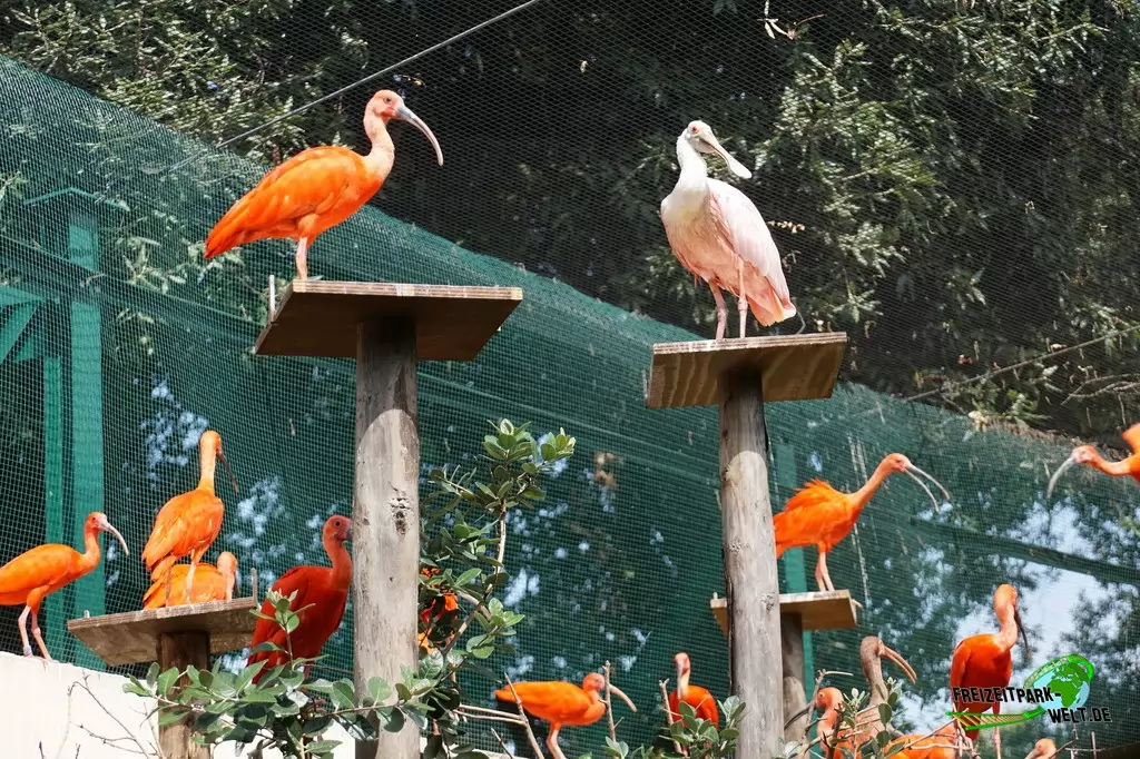 Rosalöffler im Bioparco di Roma - 2018