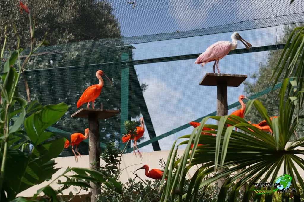 Rosalöffler im Bioparco di Roma - 2018