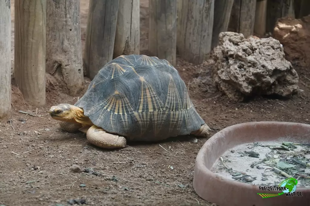 Strahlenschildkröte im Bioparco di Roma - 2018