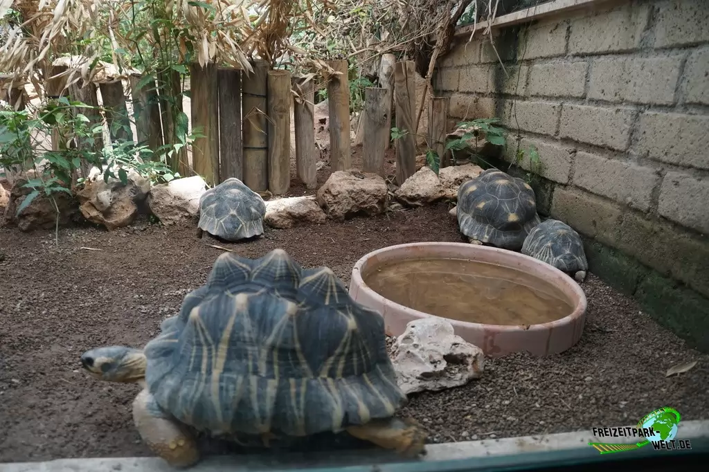 Strahlenschildkröte im Bioparco di Roma - 2018