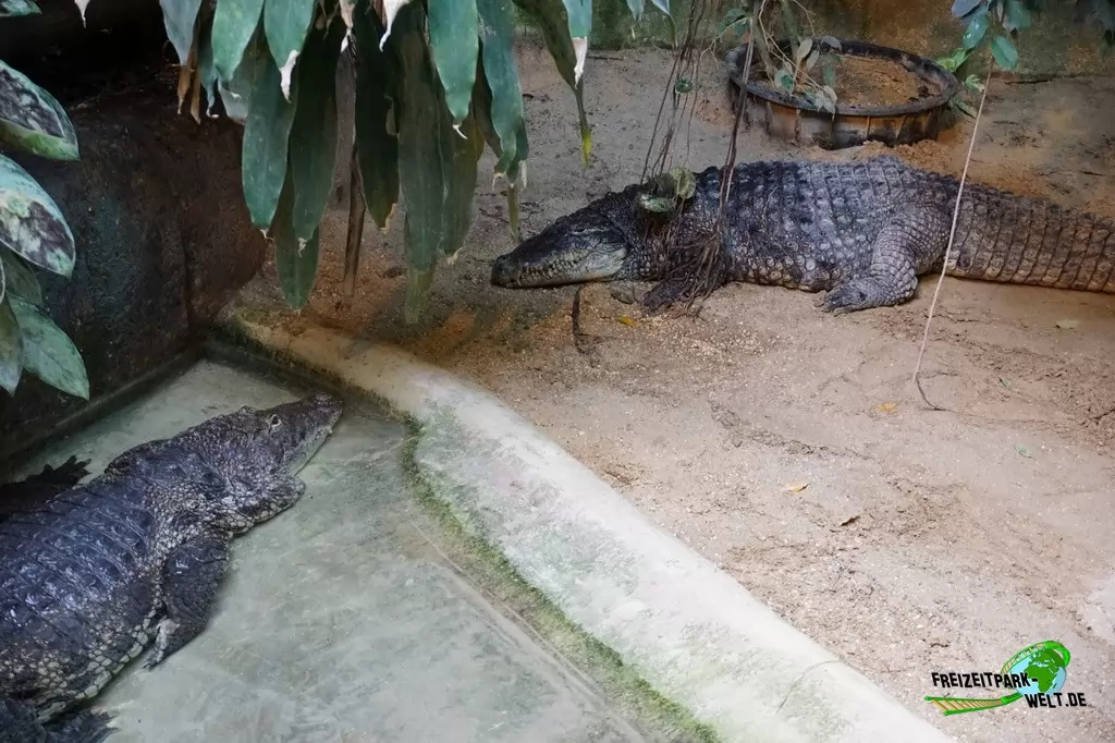 Nilkrokodil im Bioparco di Roma - 2018