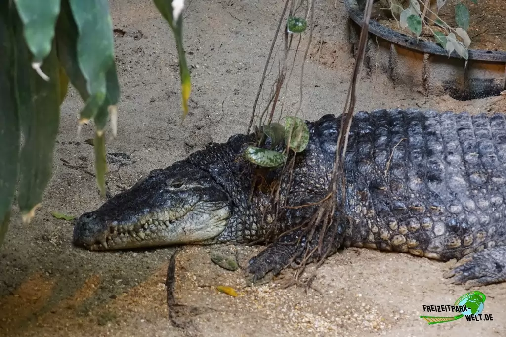 Nilkrokodil im Bioparco di Roma - 2018