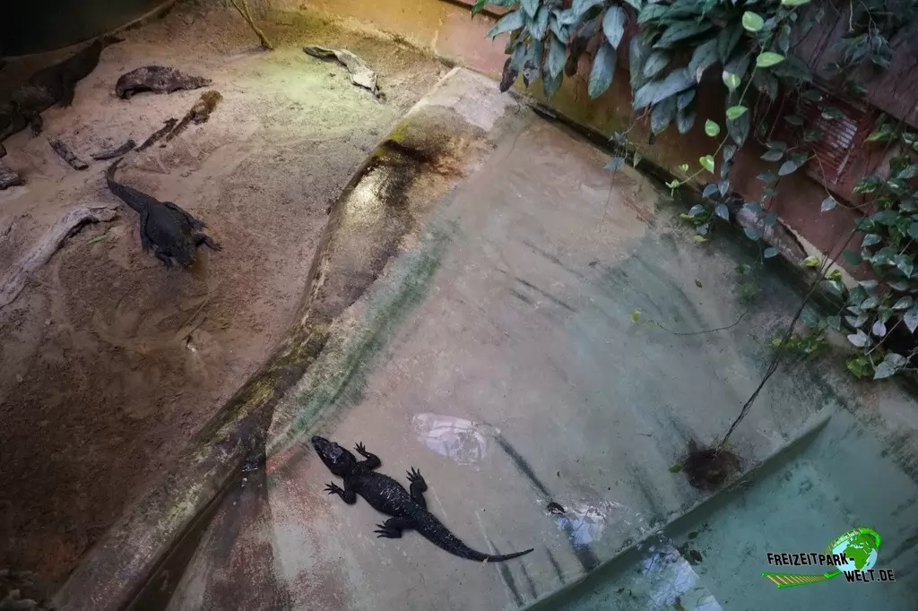 Nilkrokodil im Bioparco di Roma - 2018