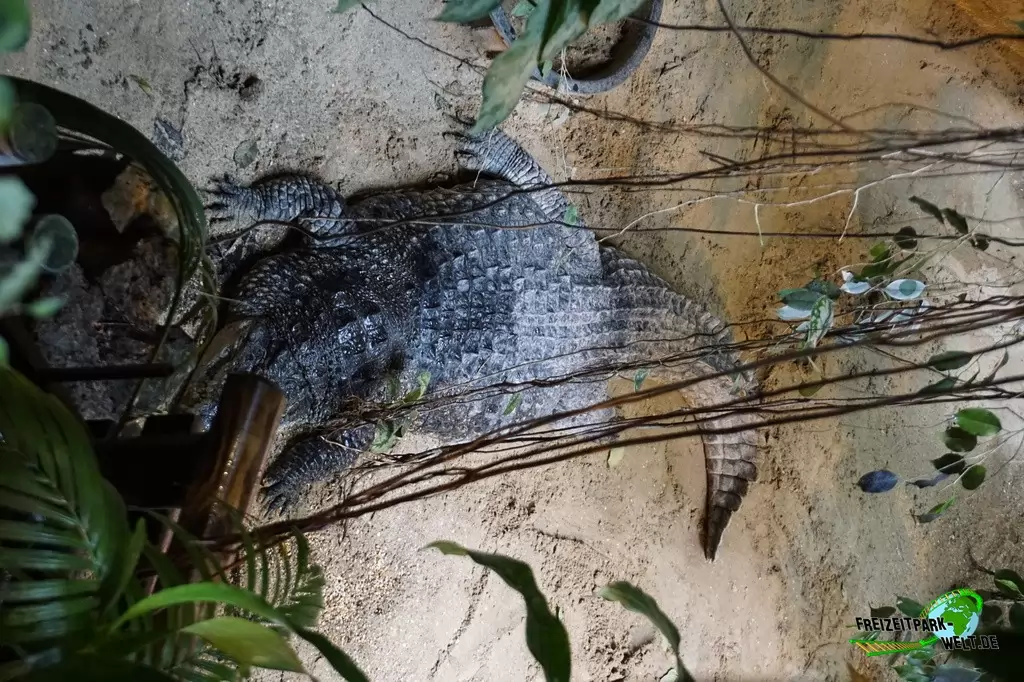 Nilkrokodil im Bioparco di Roma - 2018