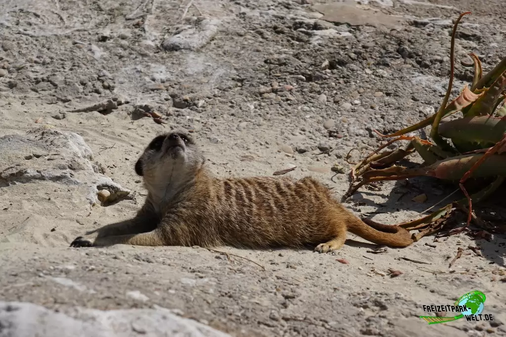 Erdmännchen im Bioparco di Roma - 2018