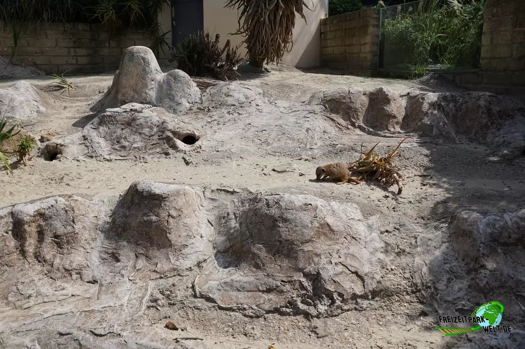 Erdmännchen im Bioparco di Roma - 2018