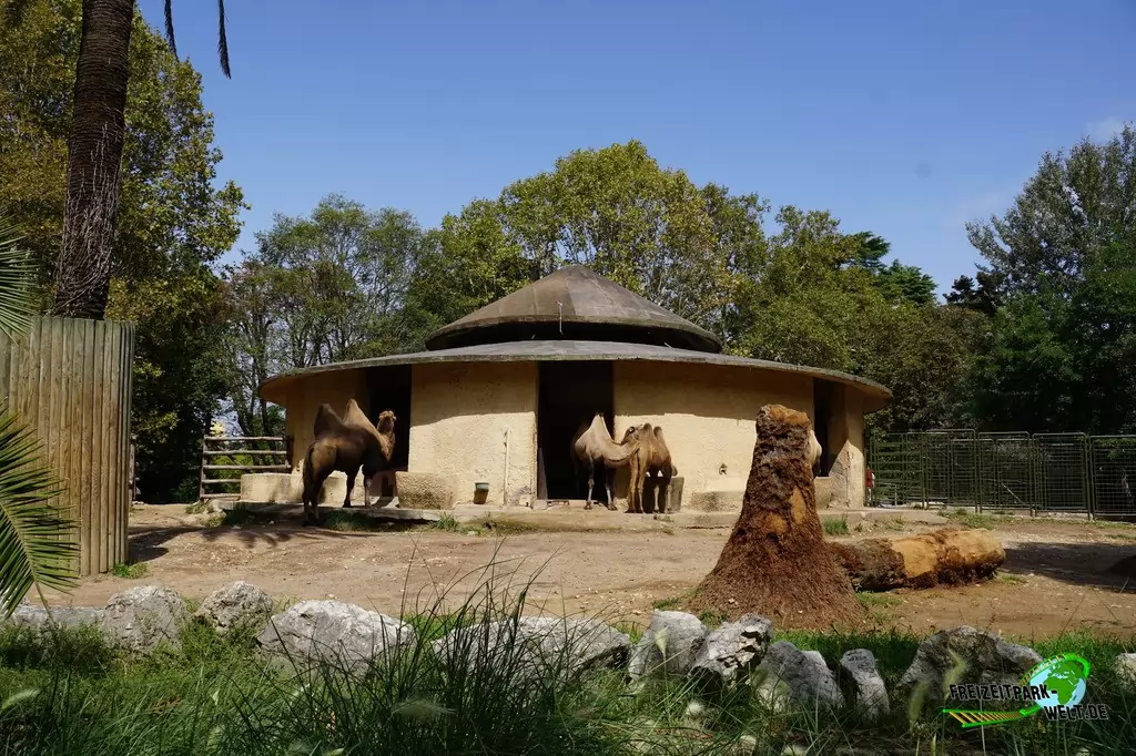 Trampeltier im Bioparco di Roma - 2018