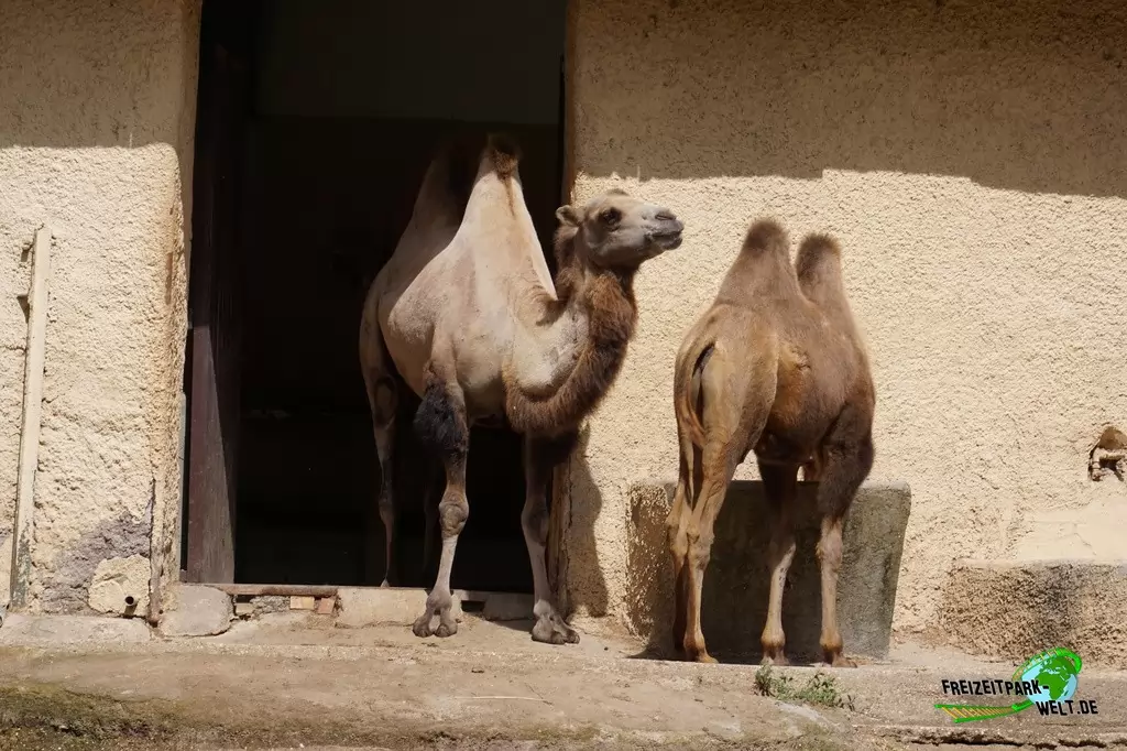 Trampeltier im Bioparco di Roma - 2018