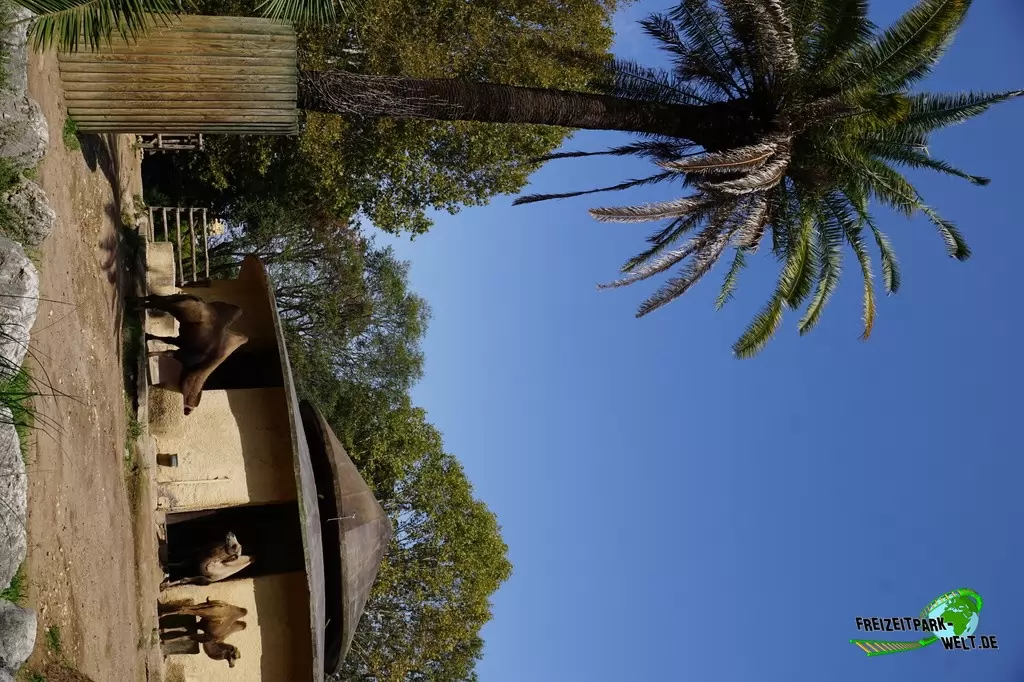 Trampeltier im Bioparco di Roma - 2018