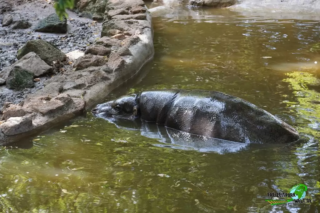 Zwergflusspferd im Bioparco di Roma - 2018