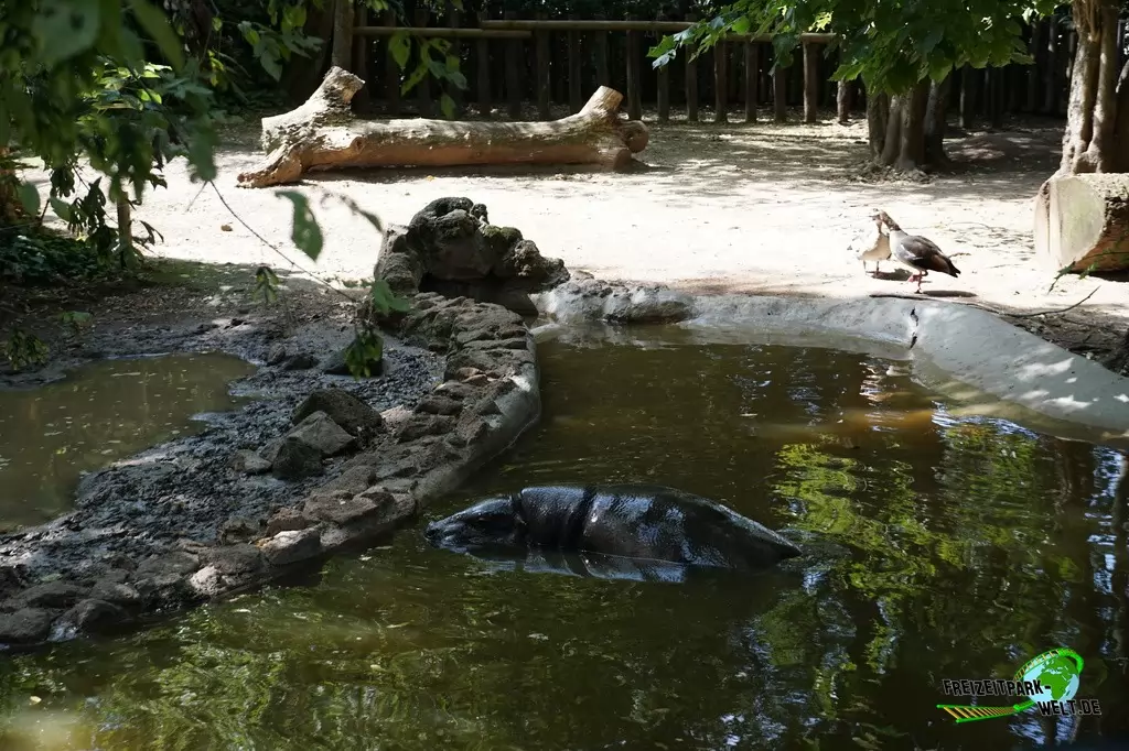 Zwergflusspferd im Bioparco di Roma - 2018