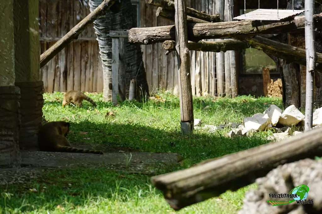 Nasenbär im Bioparco di Roma - 2018