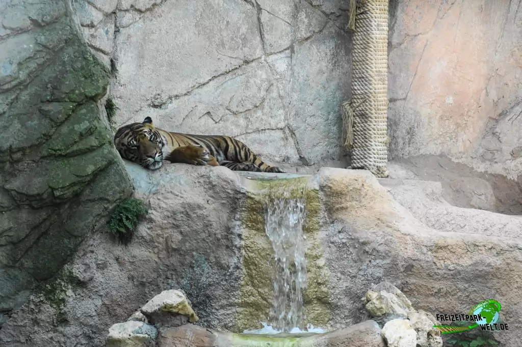 Sumatra Tiger im Bioparco di Roma - 2018