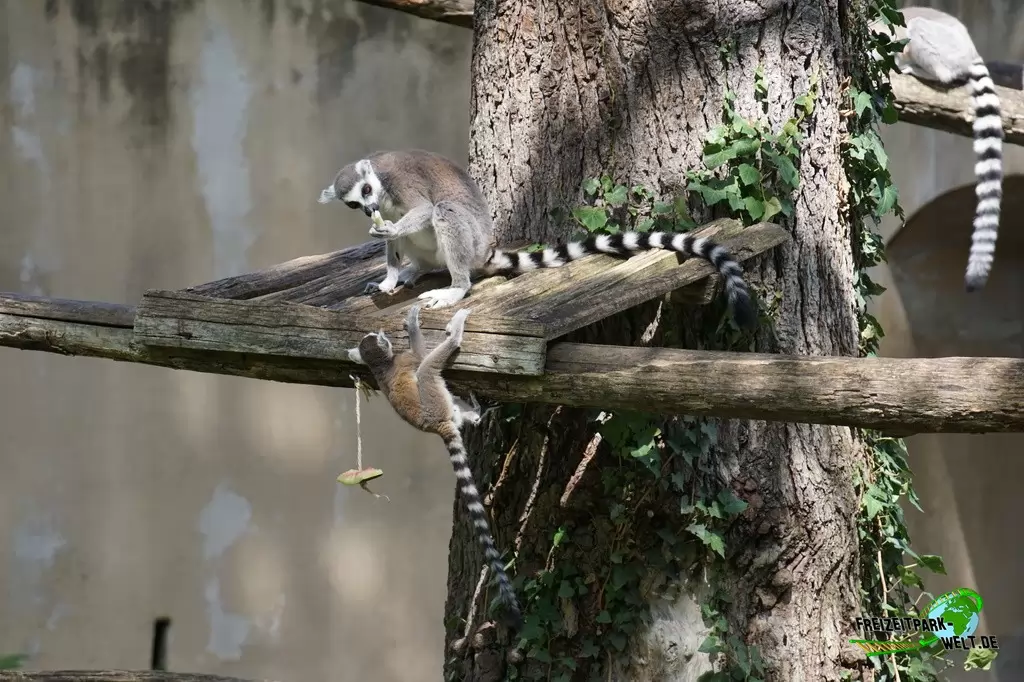 Katta im Bioparco di Roma - 2018