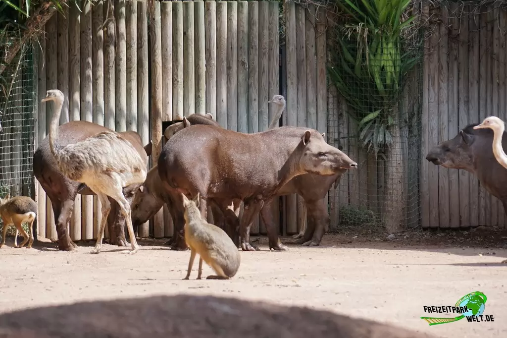 Flachlandtapir im Bioparco di Roma - 2018