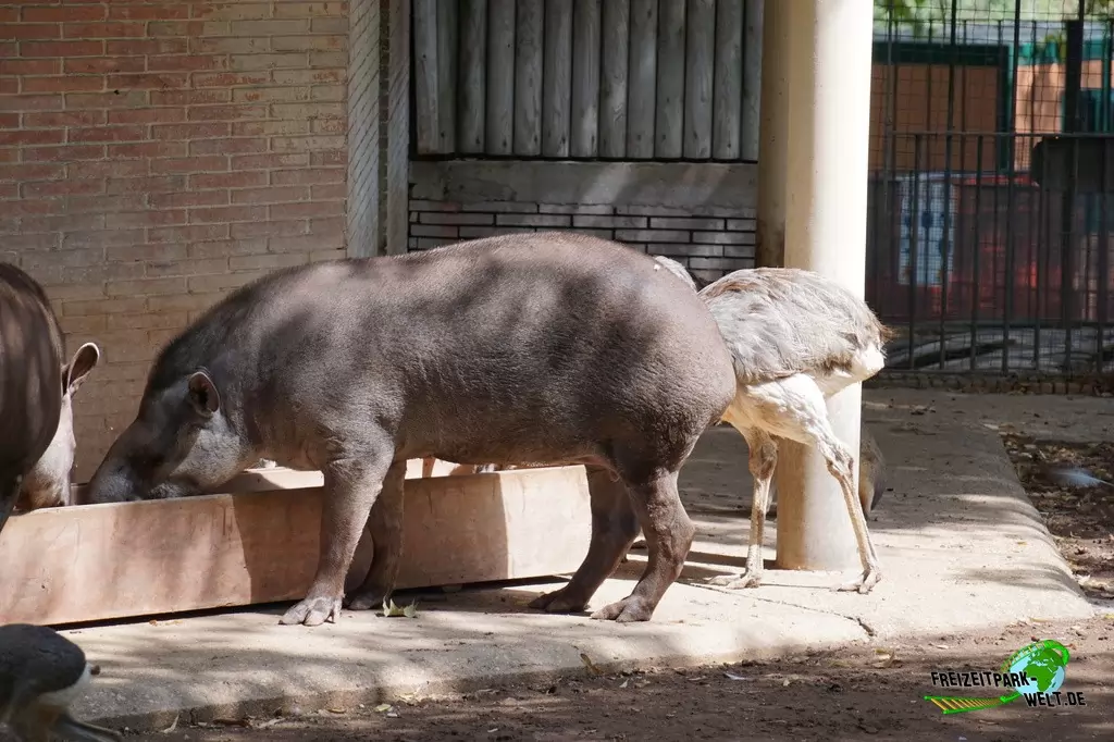Flachlandtapir im Bioparco di Roma - 2018