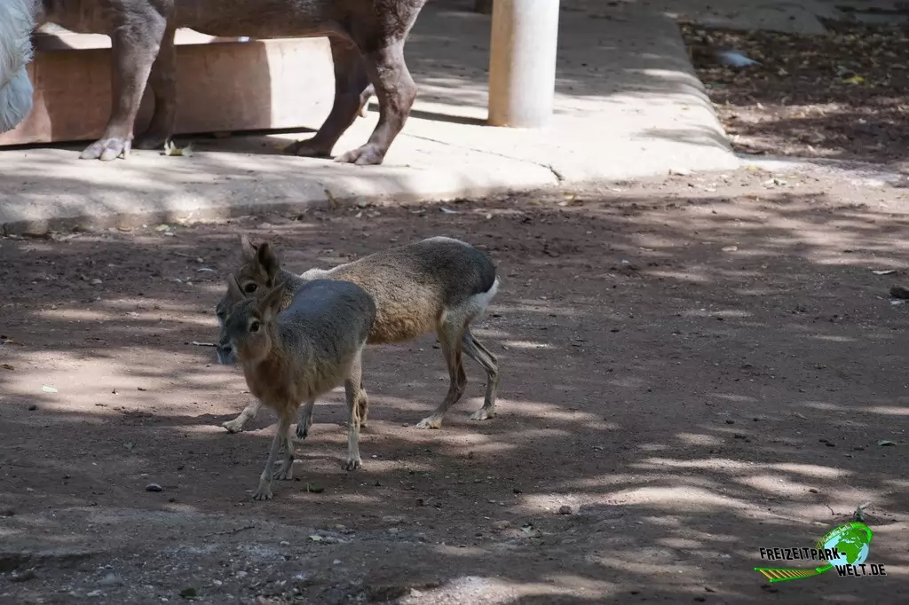 Großer Mara im Bioparco di Roma - 2018
