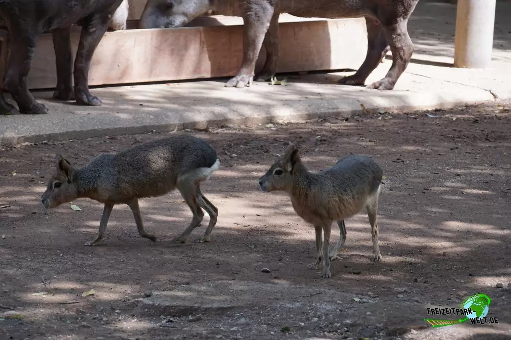 Großer Mara im Bioparco di Roma - 2018