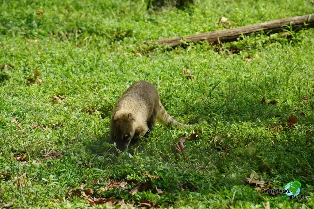 Nasenbär im Bioparco di Roma - 2018