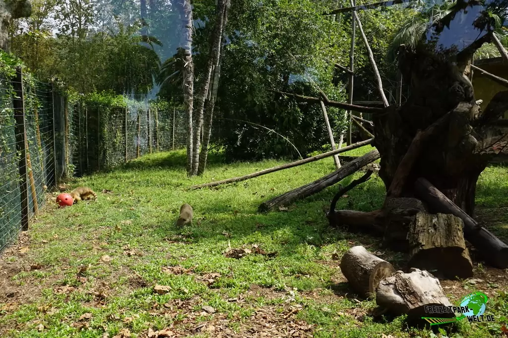 Nasenbär im Bioparco di Roma - 2018
