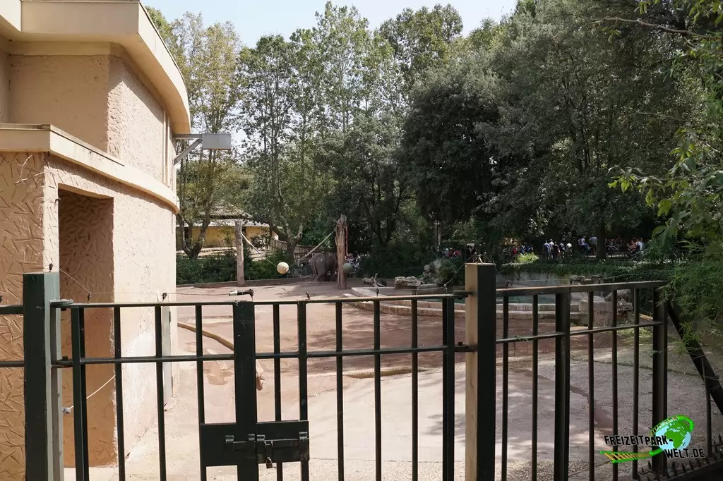 Asiatischer Elefant im Bioparco di Roma - 2018
