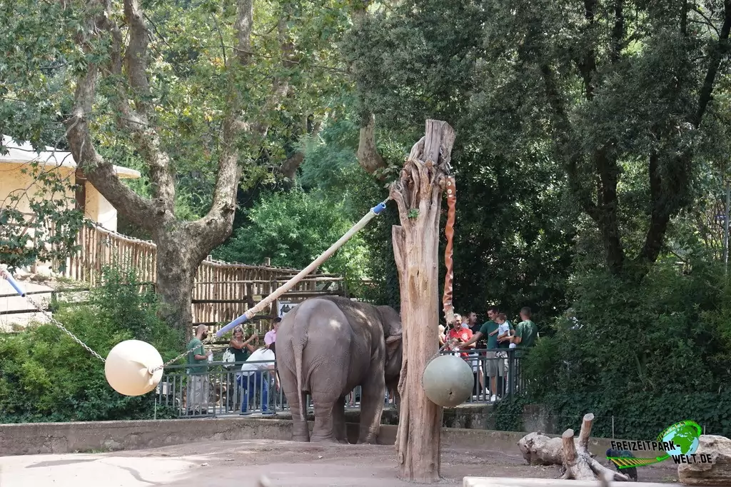 Asiatischer Elefant im Bioparco di Roma - 2018
