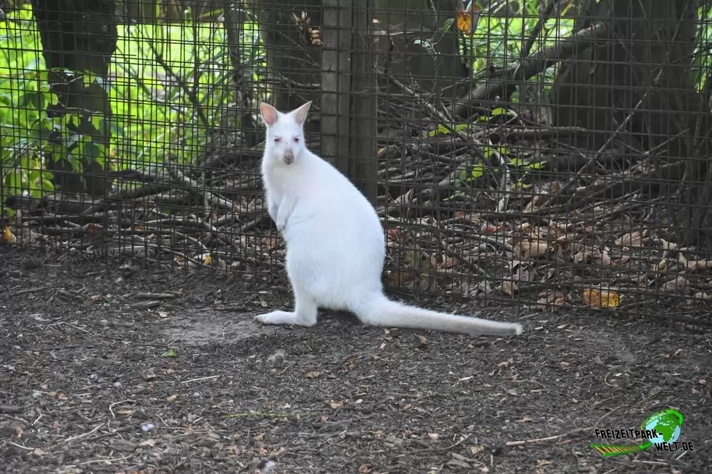 Benettkänguru im Birgit's Tiergarten - 2018
