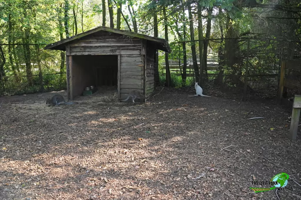 Benettkänguru im Birgit's Tiergarten - 2018