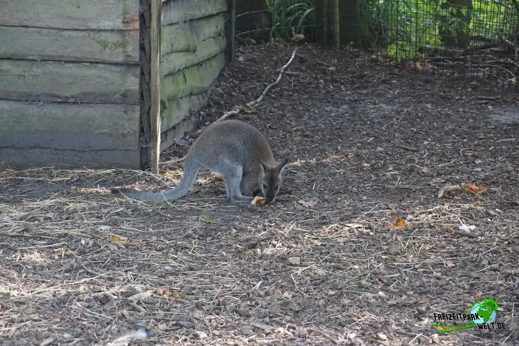 Benettkänguru im Birgit's Tiergarten - 2018