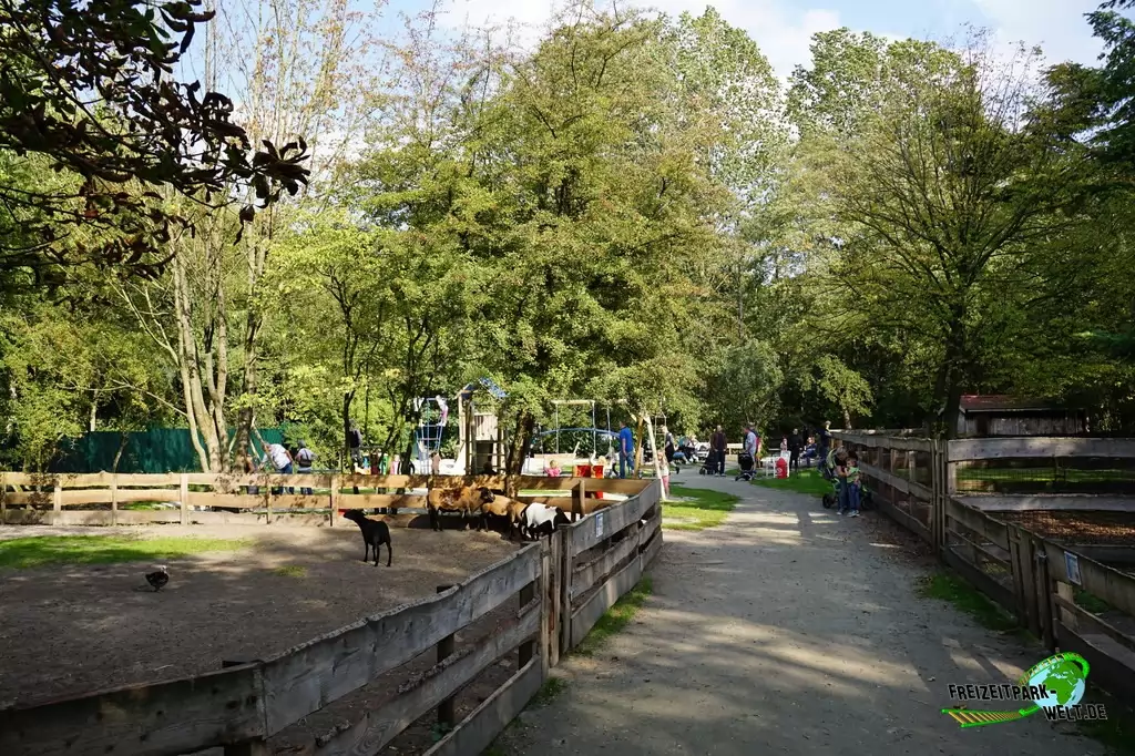 Kamerunschaf im Birgit's Tiergarten - 2018