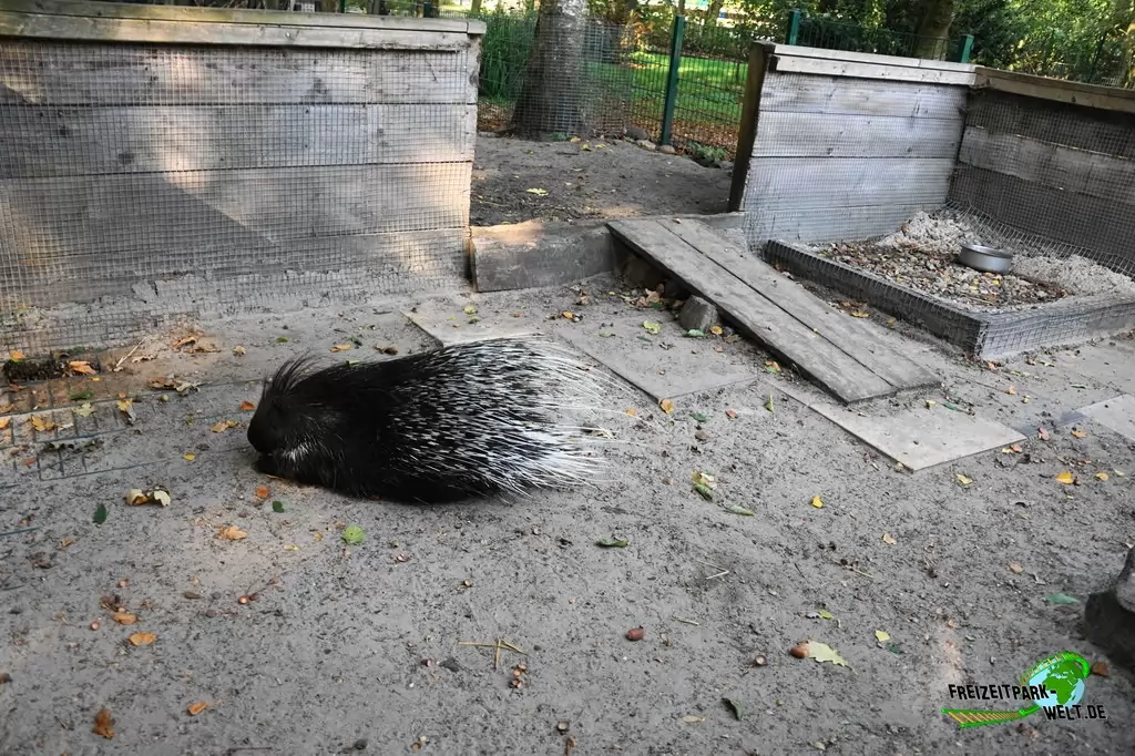 Weißschwanz-Stachelschwein im Birgit's Tiergarten - 2018