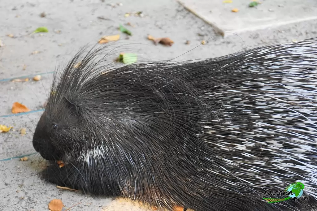 Weißschwanz-Stachelschwein im Birgit's Tiergarten - 2018
