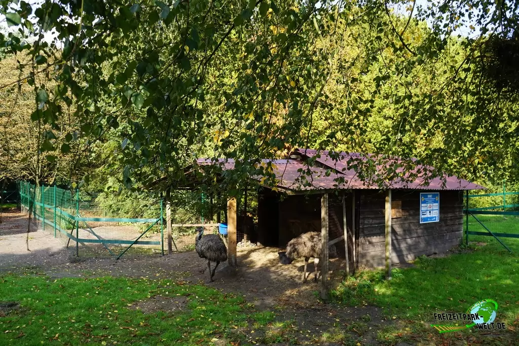 Emu im Birgit's Tiergarten - 2018