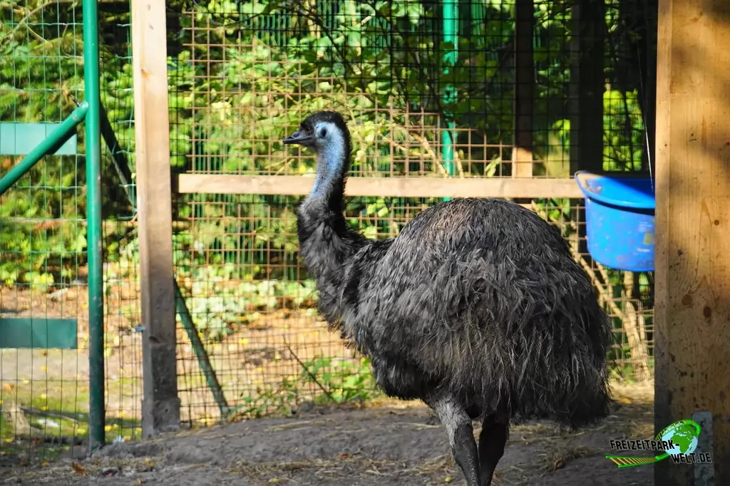 Emu im Birgit's Tiergarten - 2018