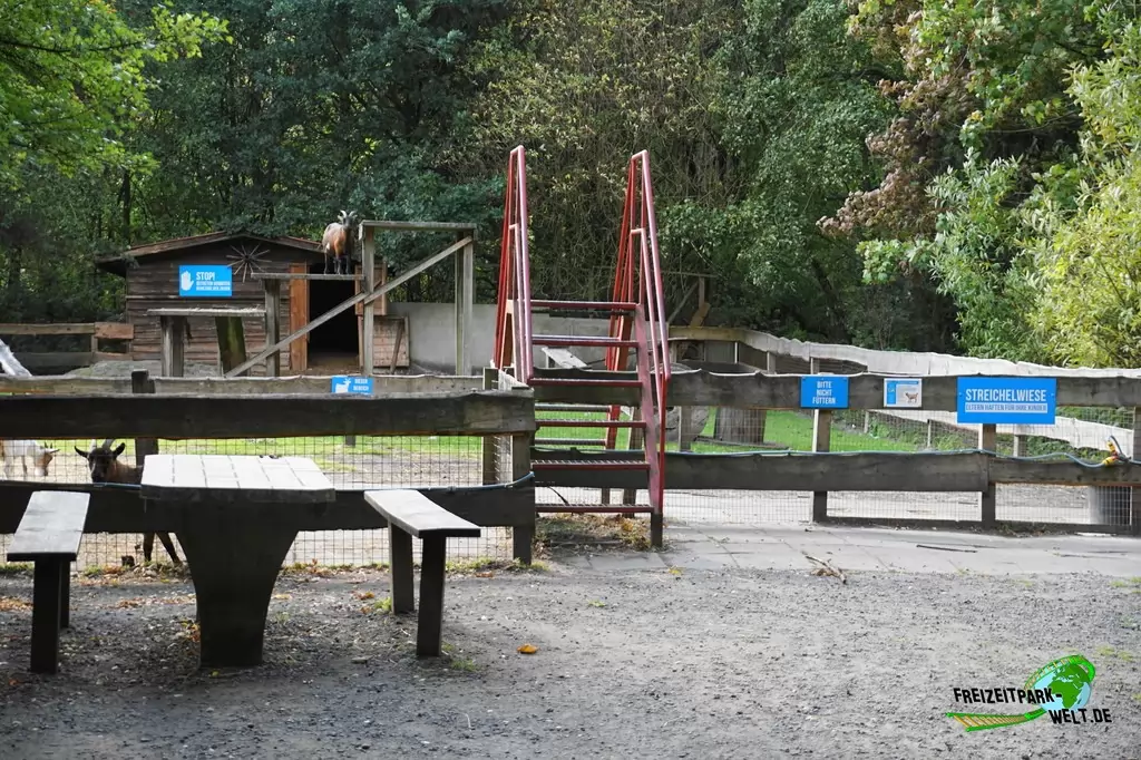 Afrikanische Zwergziege im Birgit's Tiergarten - 2018