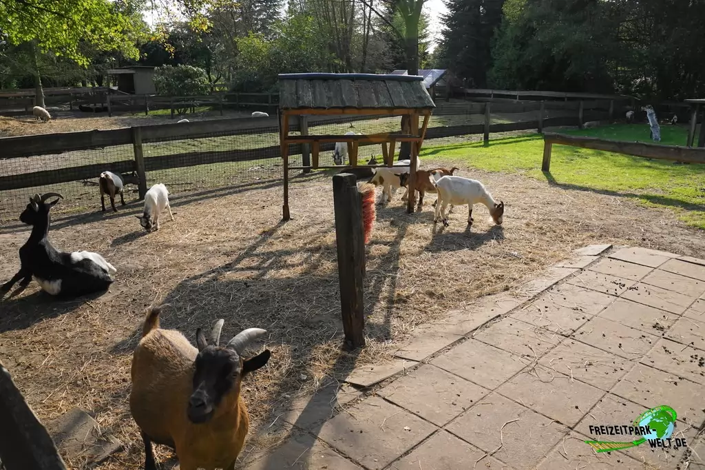 Afrikanische Zwergziege im Birgit's Tiergarten - 2018
