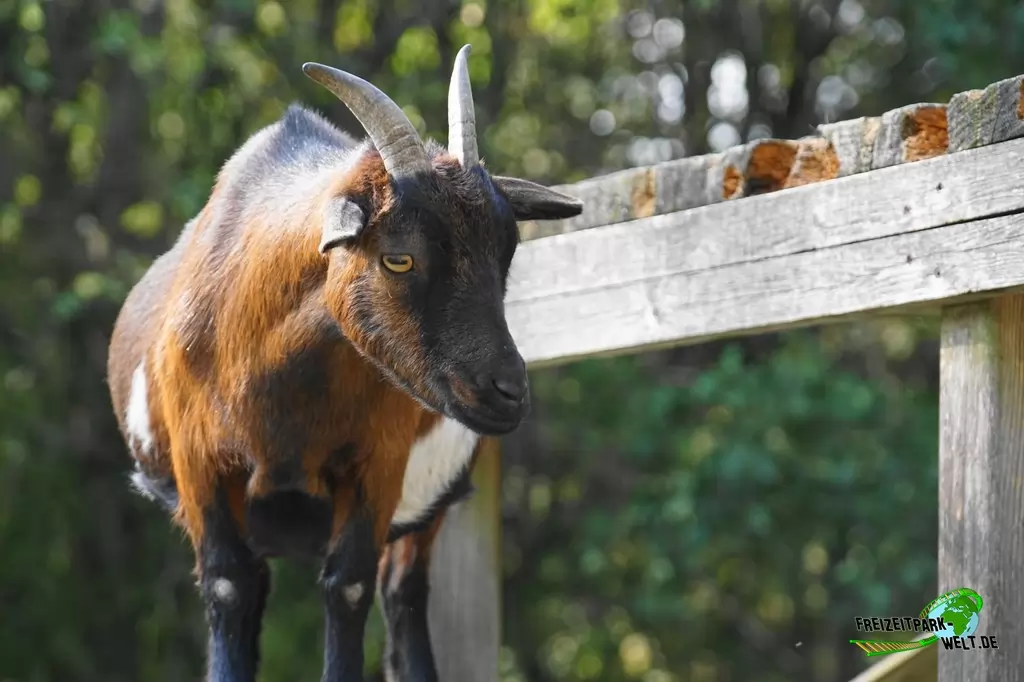 Afrikanische Zwergziege im Birgit's Tiergarten - 2018