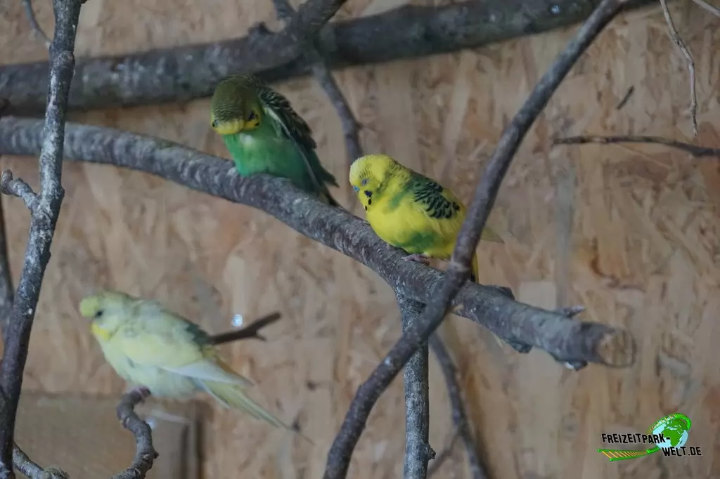Wellensittich im Birgit's Tiergarten - 2018