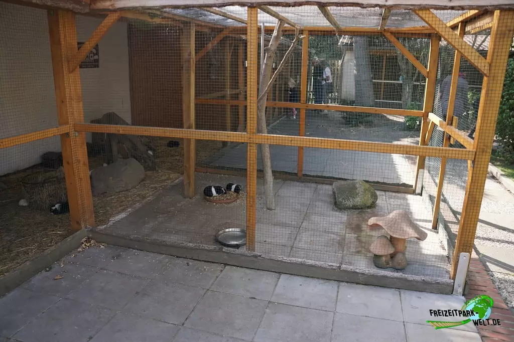 Hausmeerschweinchen im Birgit's Tiergarten - 2018