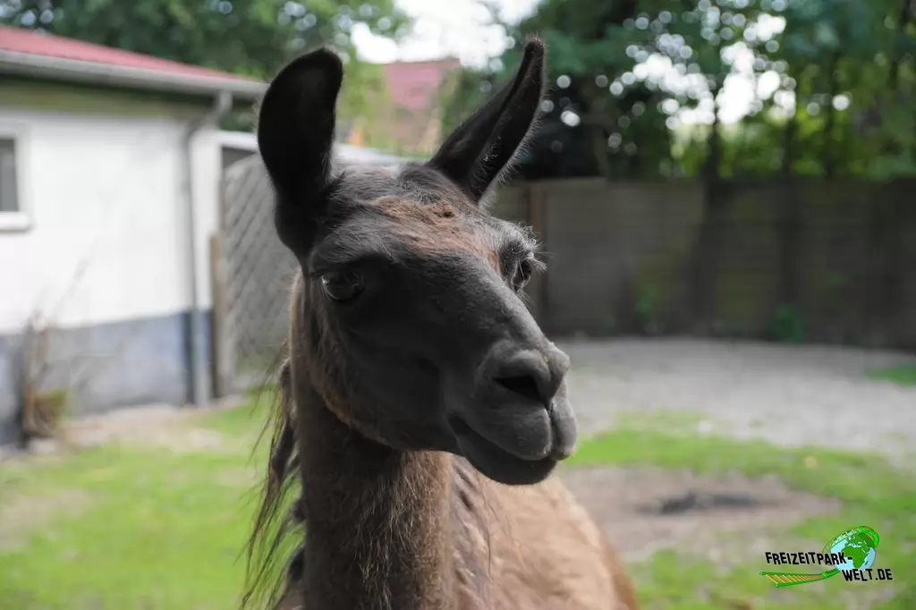 Lama im Birgit's Tiergarten - 2018