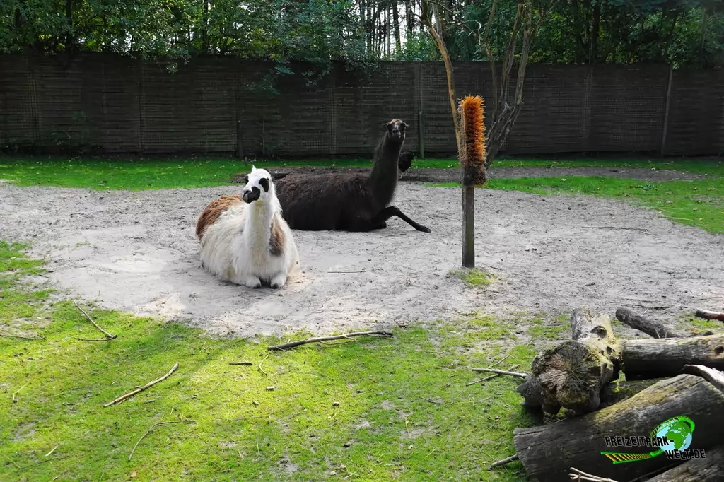 Lama im Birgit's Tiergarten - 2018
