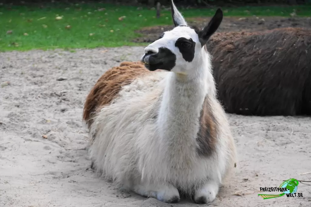 Lama im Birgit's Tiergarten - 2018