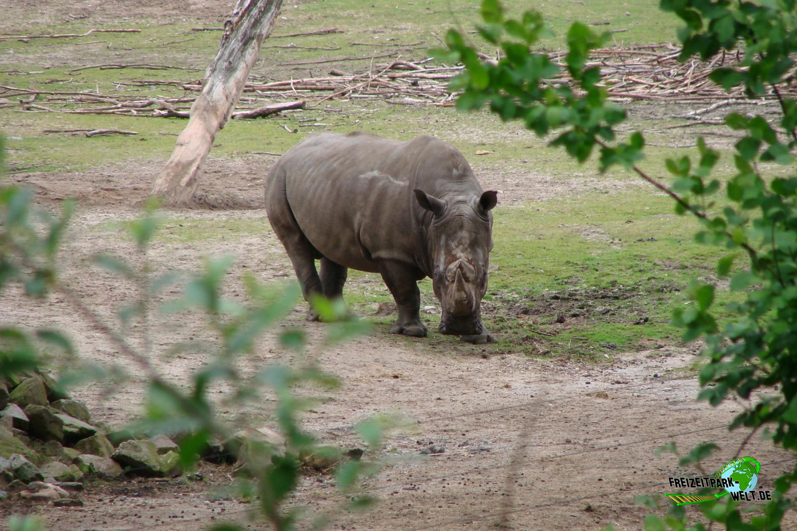 Nashorn Nashorn