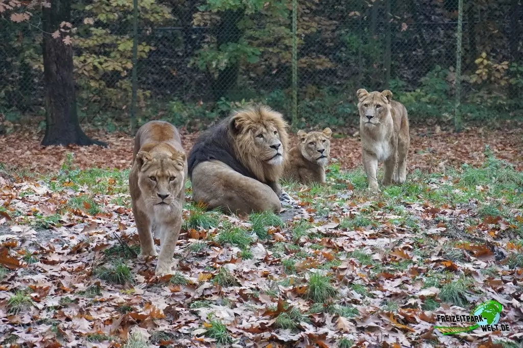 Berberlöwe in Burgers' Zoo - 2016