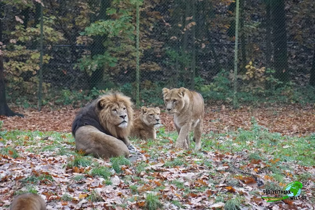 Berberlöwe in Burgers' Zoo - 2016