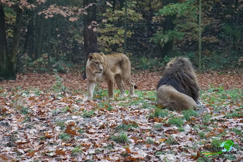 Berberlöwe in Burgers' Zoo - 2016