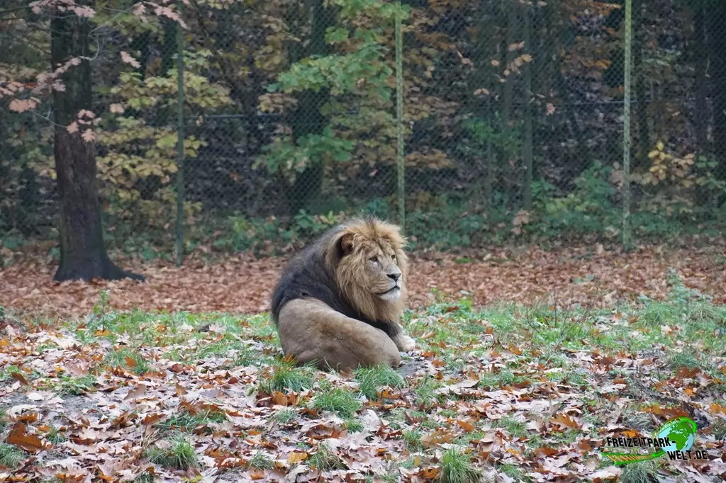 Berberlöwe in Burgers' Zoo - 2016