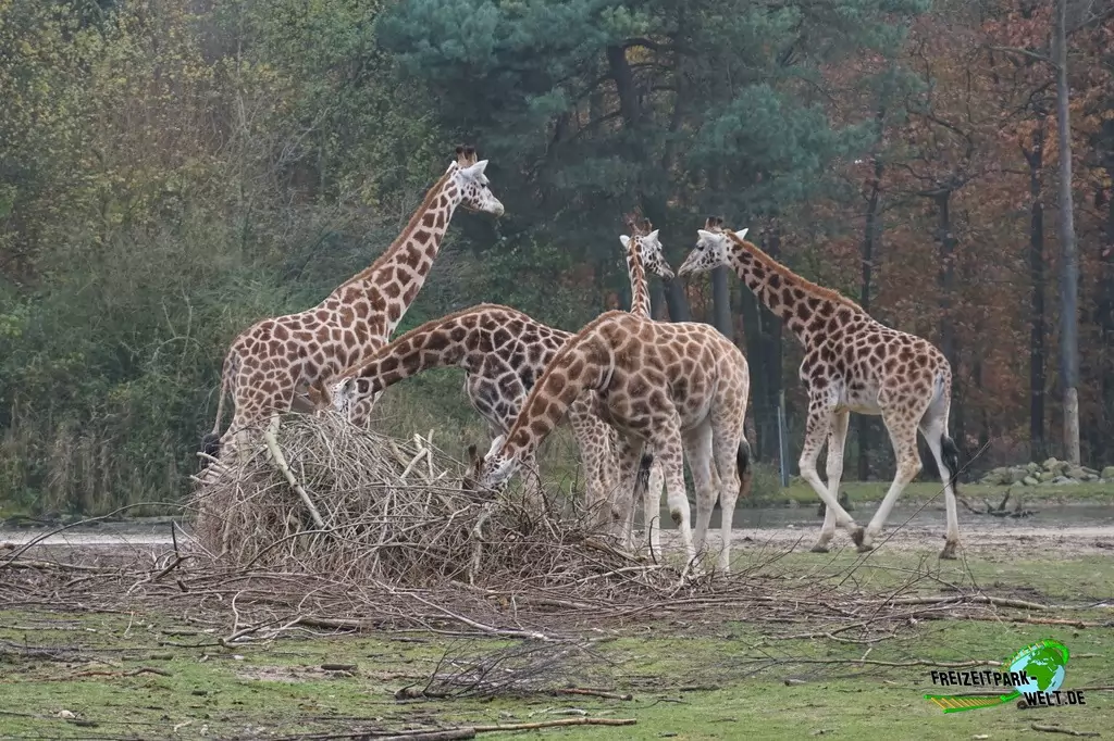 Giraffe in Burgers' Zoo - 2016