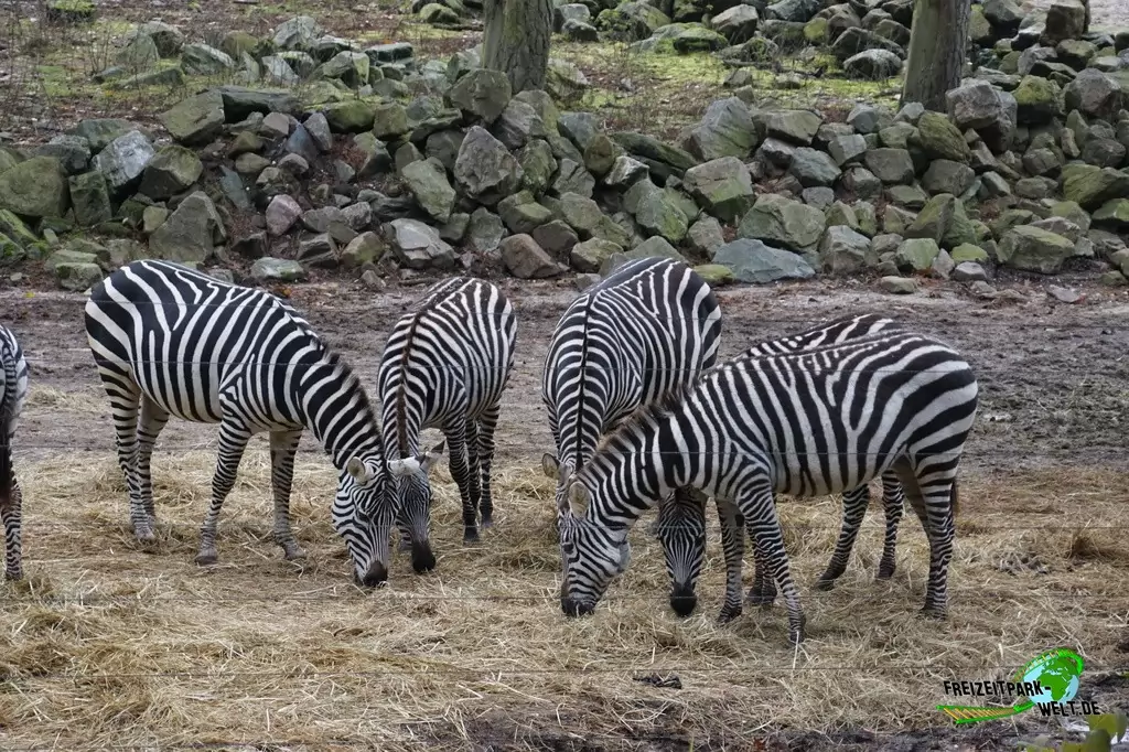 Steppenzebra in Burgers' Zoo - 2016